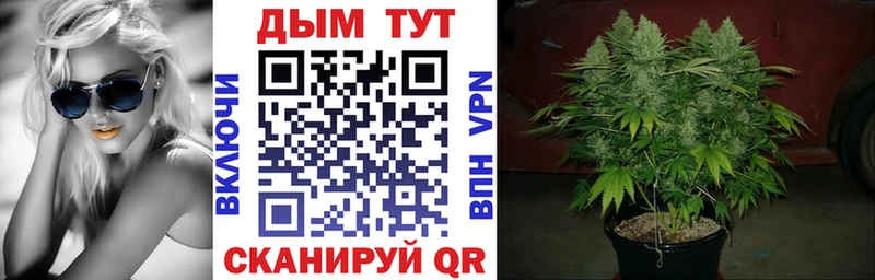 kraken как войти  Кимры  Каннабис индика 